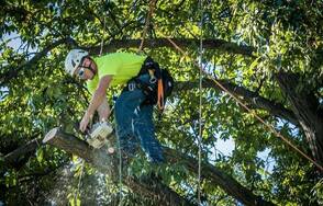 Cutting a large branch off an overgrown pin oak tree