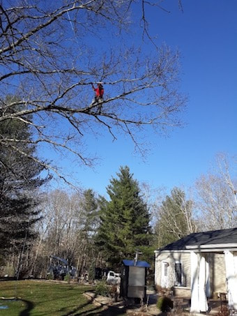 Tree Service in Willoughby OH