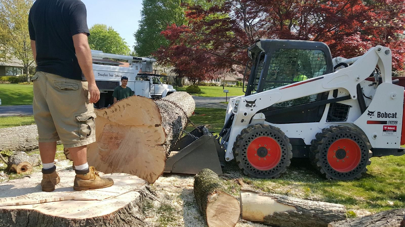 Tree removal process in Geneva by the Lake 