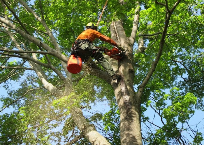 Tree removal of a mature oak tree outside of Parma, OH