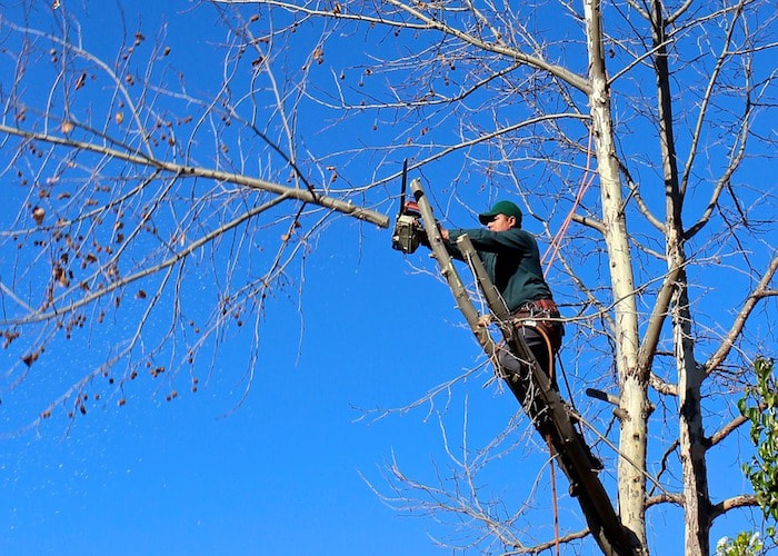 Trimming a small branch off an ash tree